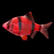 GloFish-Red-Barb-ribdom.ru