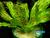 Эхинодорус Оцелот Зеленый (Echinodorus Ozelot green)
