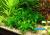 Эхинодорус Мелкоцветный Тропика (Echinodorus Parviflorus tropica)