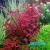 Людвигия Супер Ред (Ludwigia palustris Super red)