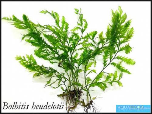 bolbitis-heudelotii-tie-driftwood-x-1pc-aquashop-1402-16-Aquashop_4.jpg