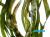 Валлиснерия тигровая (Vallisneria spiralis