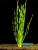 Валлиснерия Спиральная (Vallisneria Spiralis)