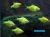 Glofish барбус зеленый белополосый