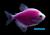 Glofish тернеция фиолетовая