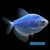 Glofish тернеция голубая